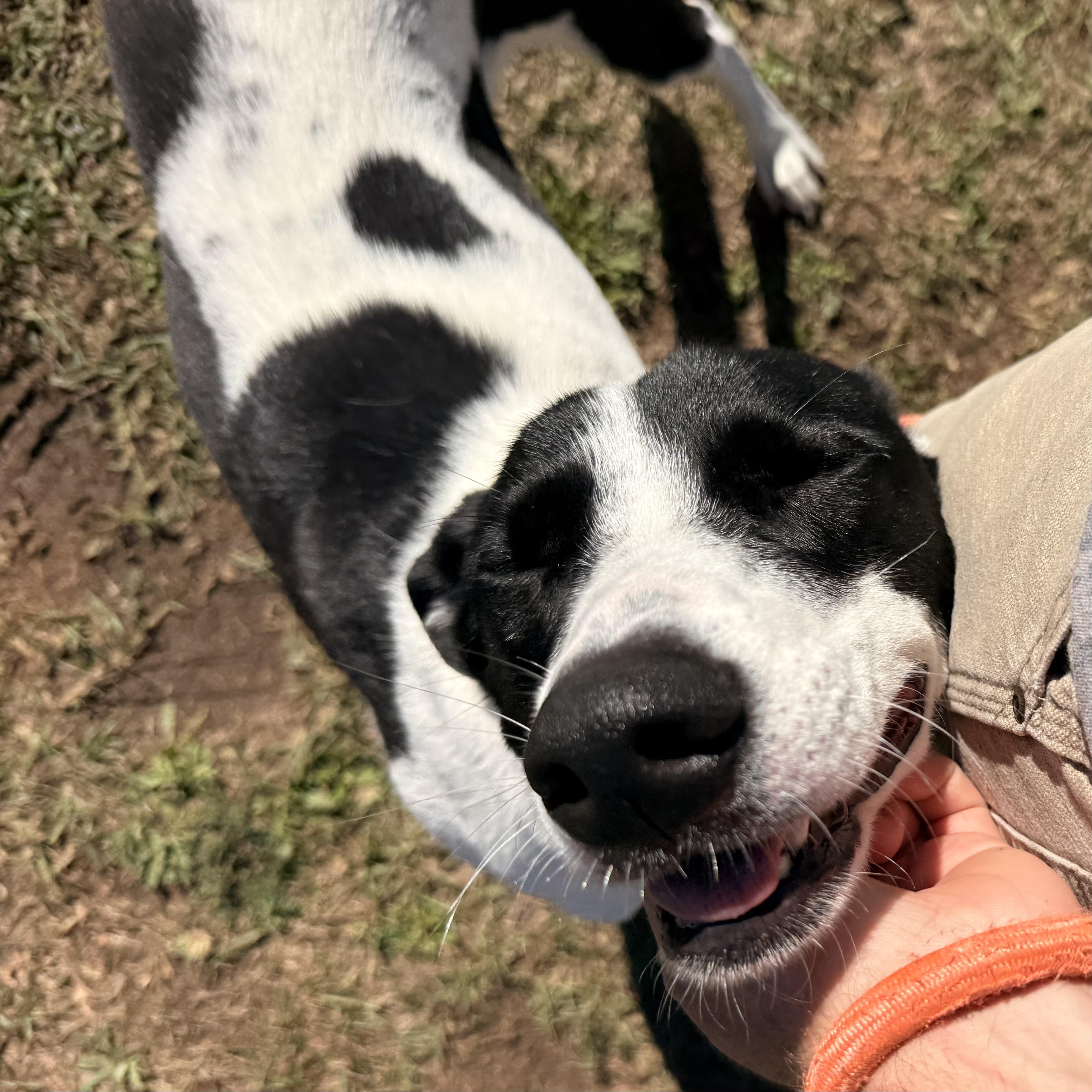 Enlarge Precious, a Adoptable mixed breed in Thomaston , ME image 6/6