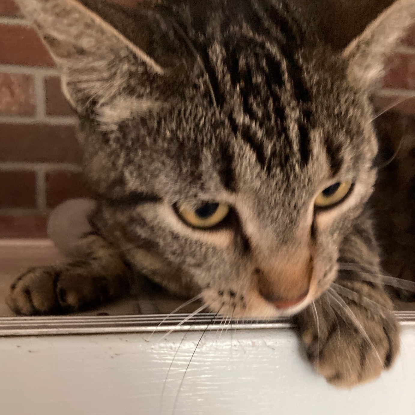 CHARDONNAY, a Adoptable mixed breed in Crystal River, FL image 2/4