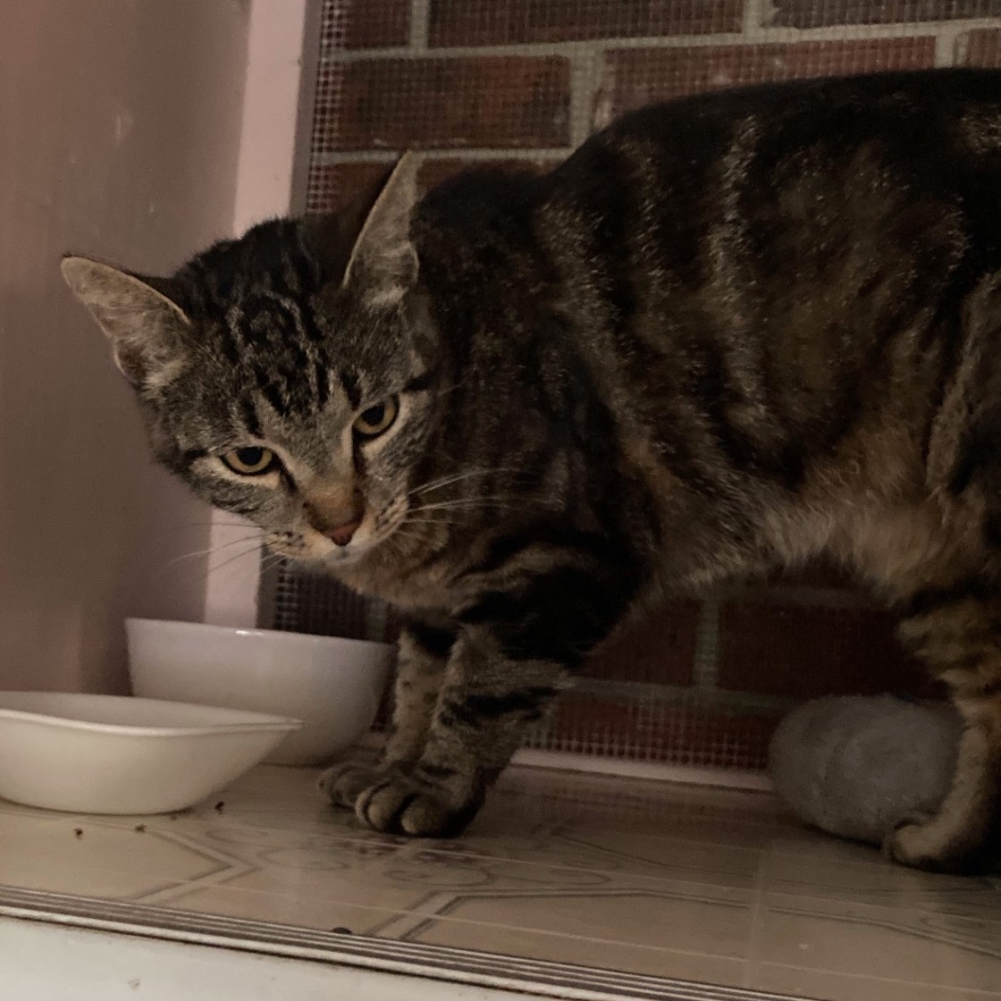 CHARDONNAY, Adoptable, Adult Female Tabby & Domestic Short Hair.