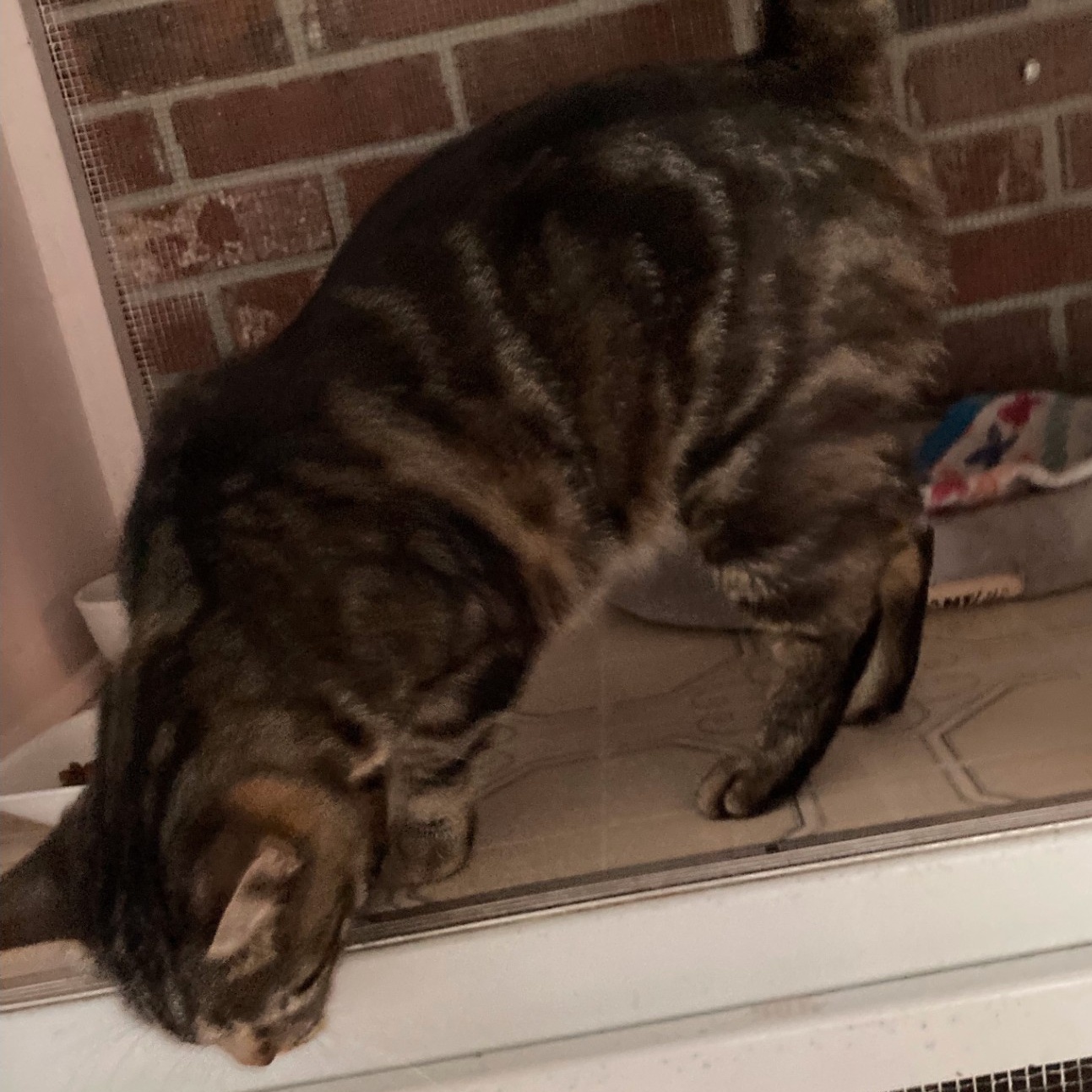 CHARDONNAY, a Adoptable mixed breed in Crystal River, FL image 4/4