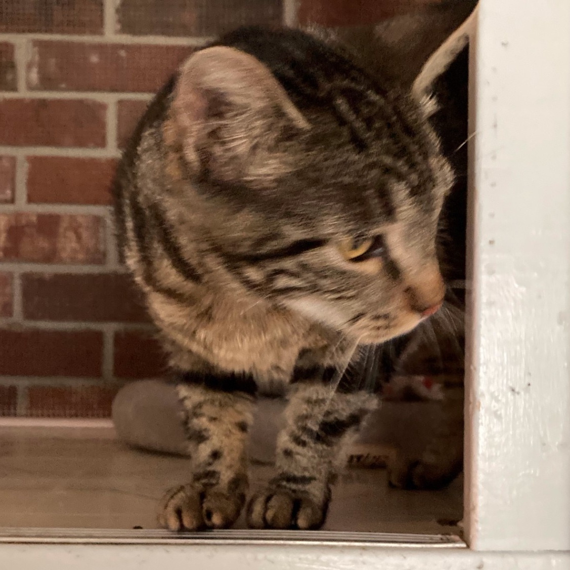 CHARDONNAY, a Adoptable mixed breed in Crystal River, FL image 3/4