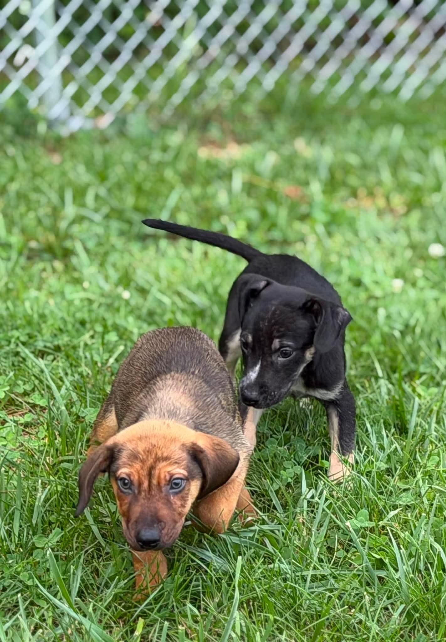 Lucky, a ADOPTABLE mixed breed in Wheelersburg, OH image 3/5