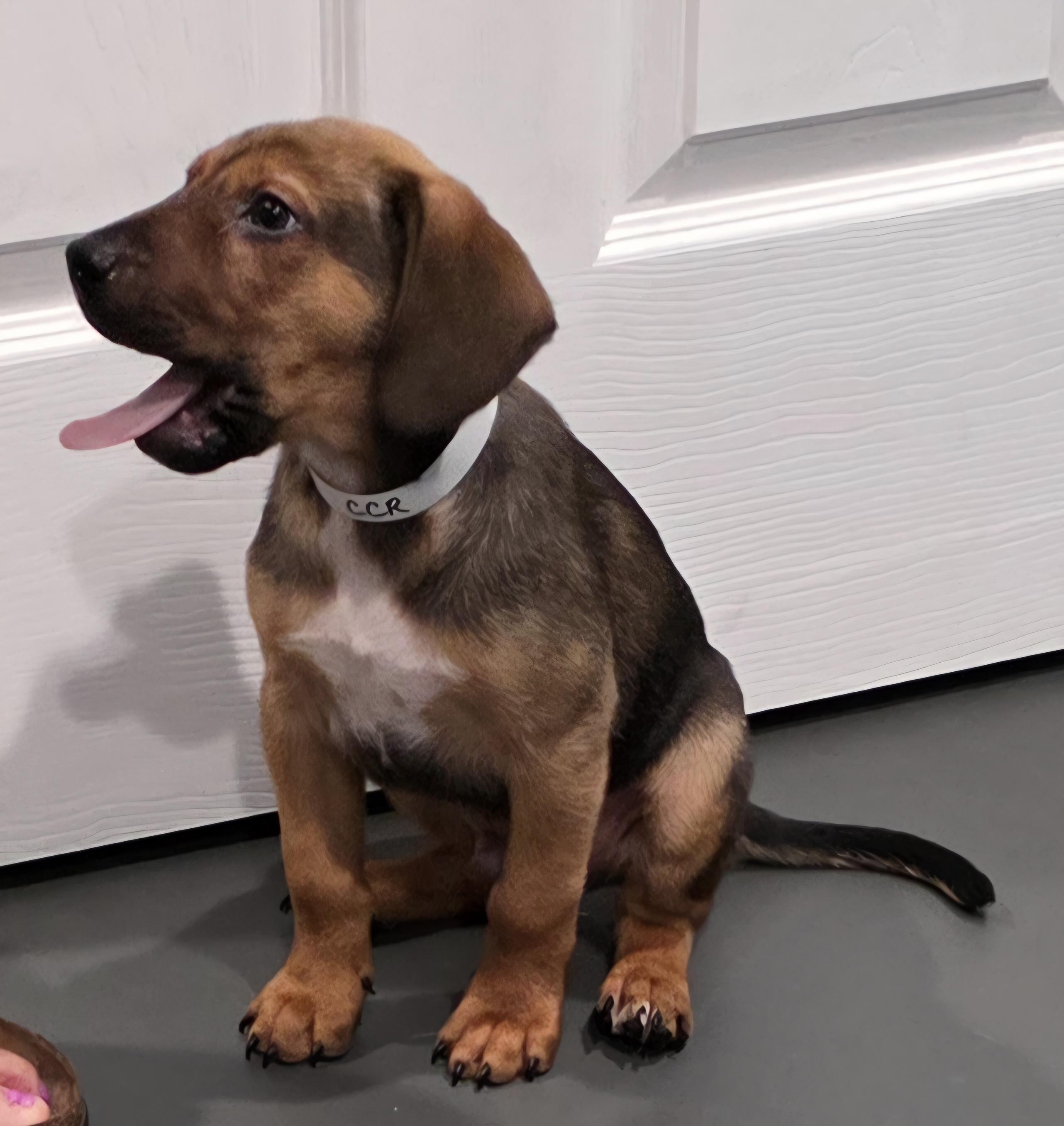Lucky, a ADOPTABLE mixed breed in Wheelersburg, OH image 5/5