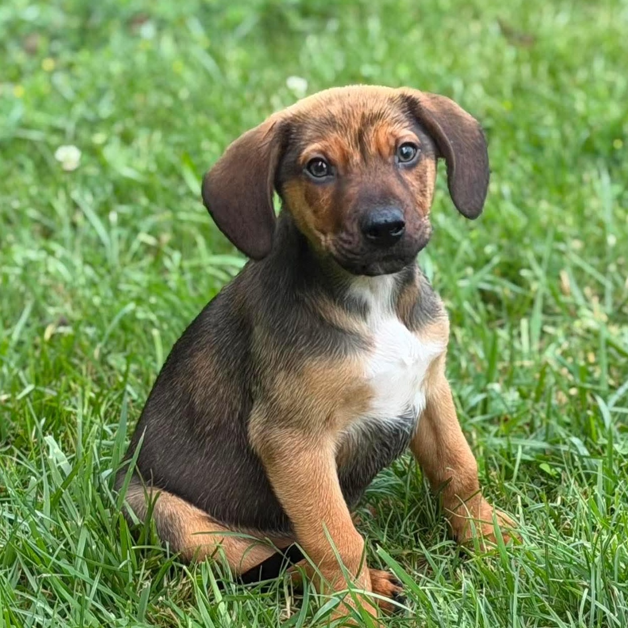 Lucky, ADOPTABLE, Puppy Male Beagle & Dachshund.