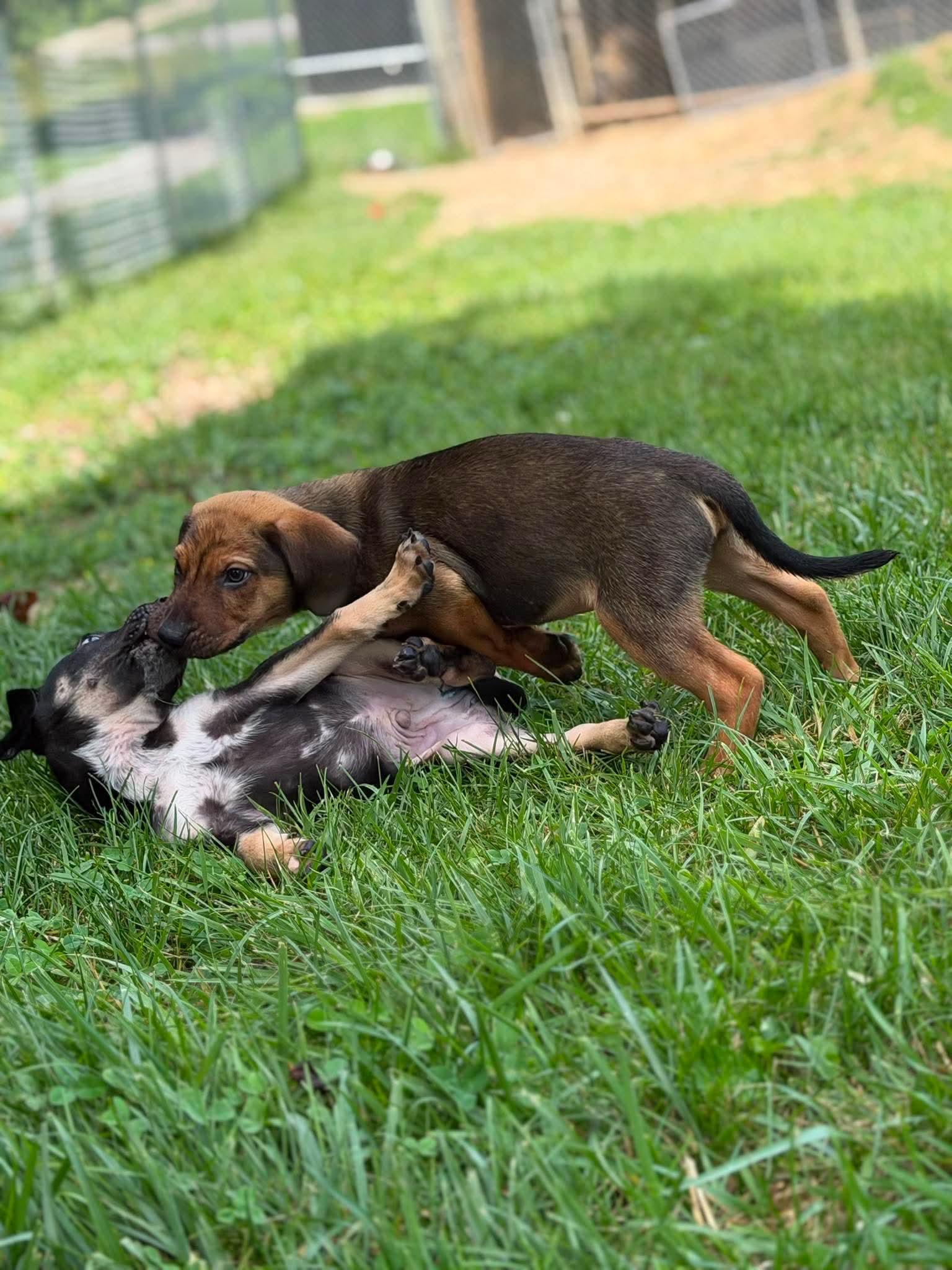 Lucky, a ADOPTABLE mixed breed in Wheelersburg, OH image 4/5