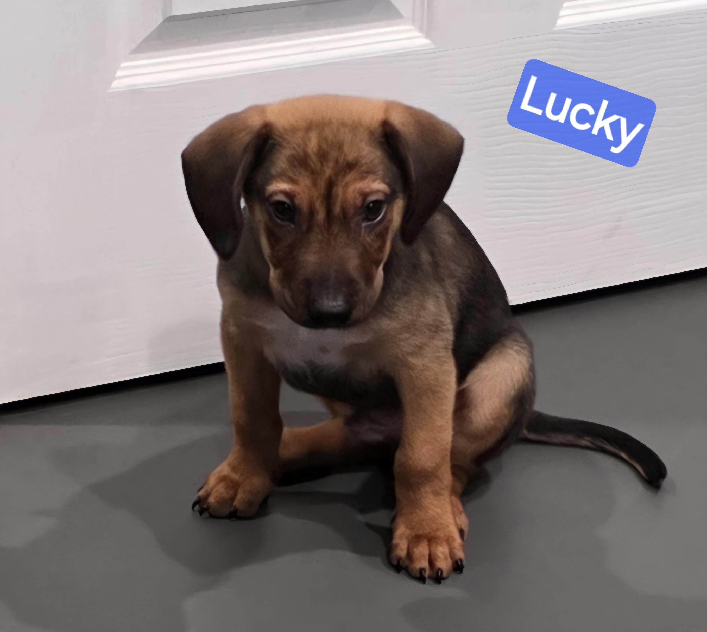 Lucky, a ADOPTABLE mixed breed in Wheelersburg, OH image 2/5