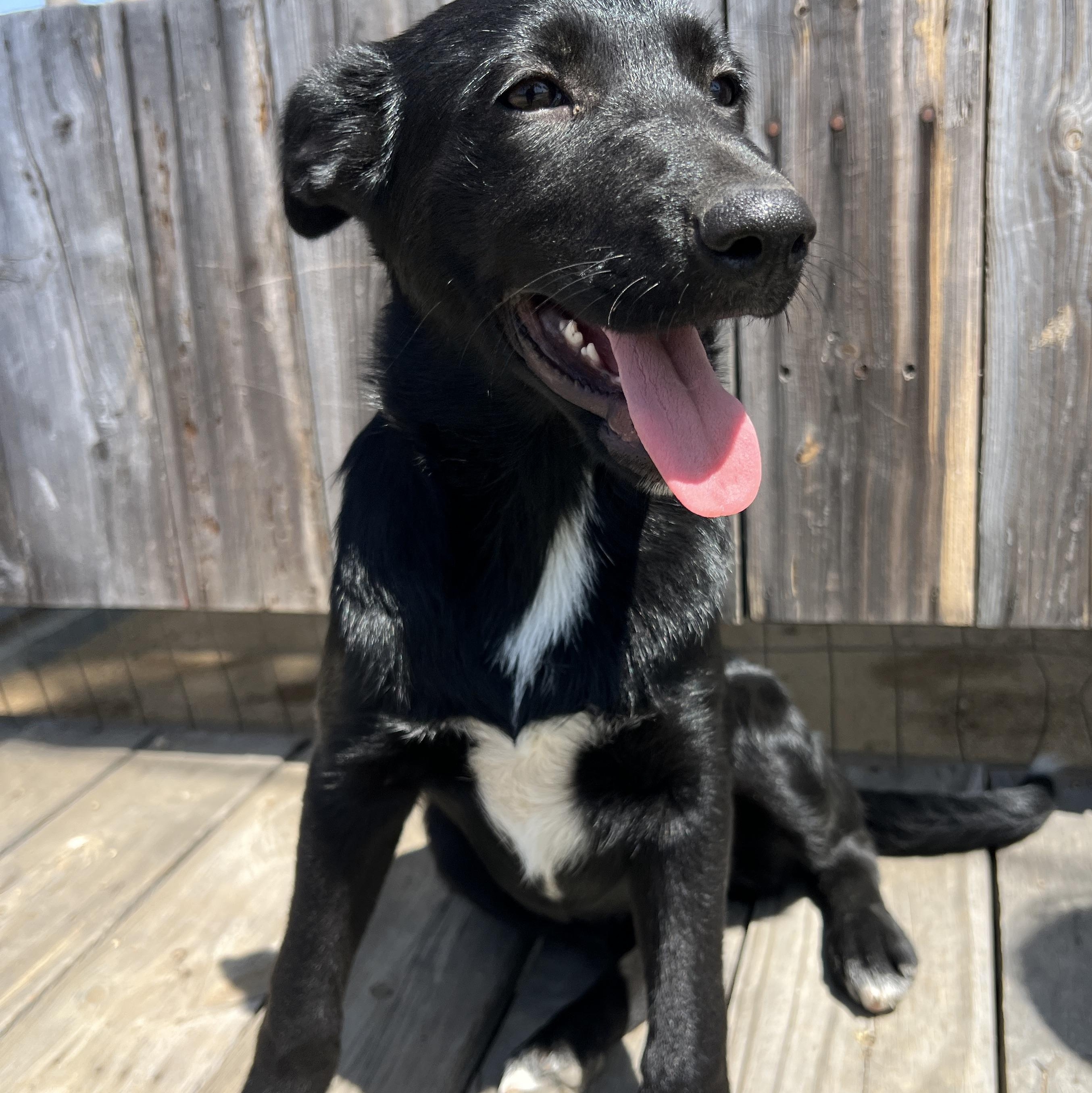 Tillie Rae, a Adoptable mixed breed in Escondido, CA image 1/4