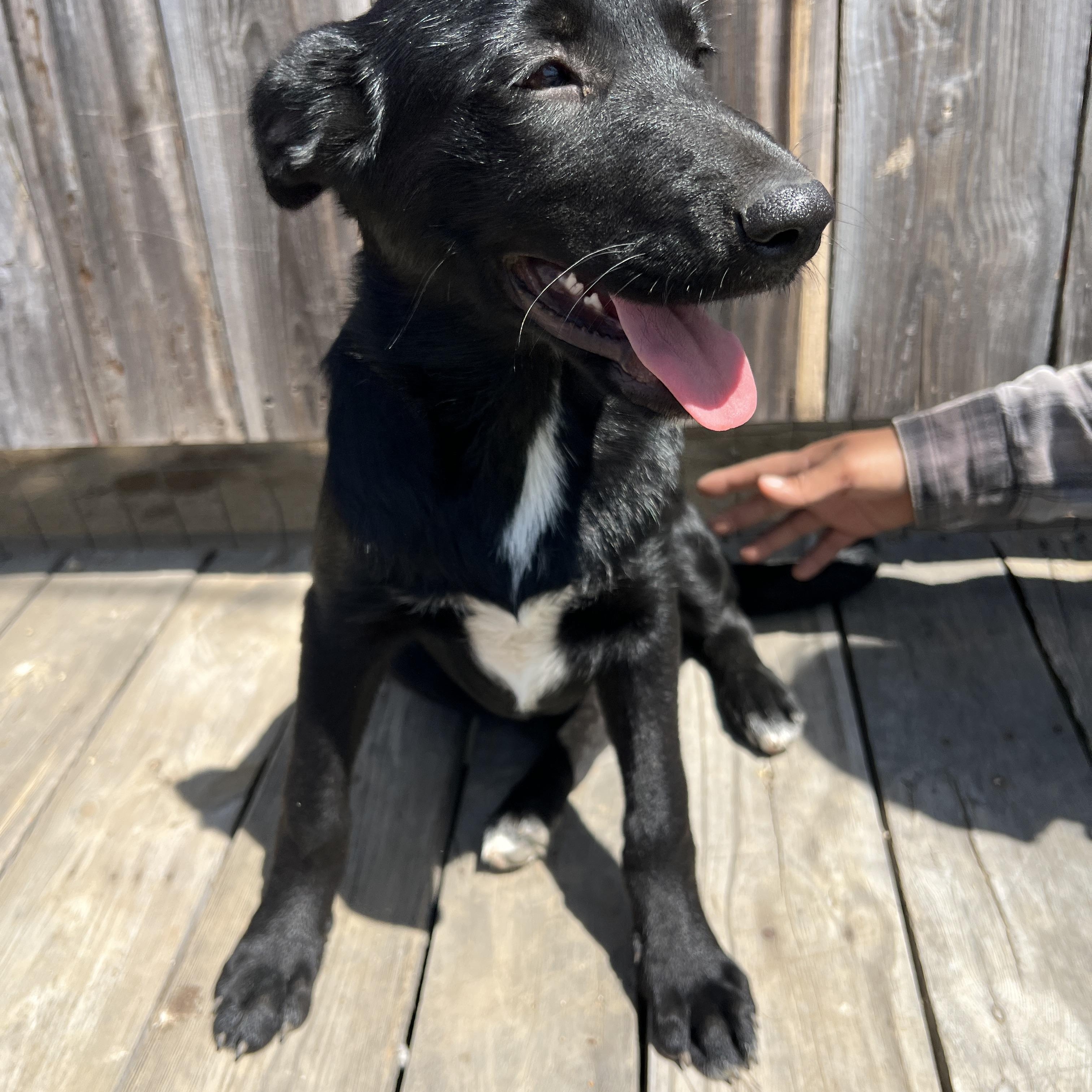 Tillie Rae, a Adoptable mixed breed in Escondido, CA image 3/4