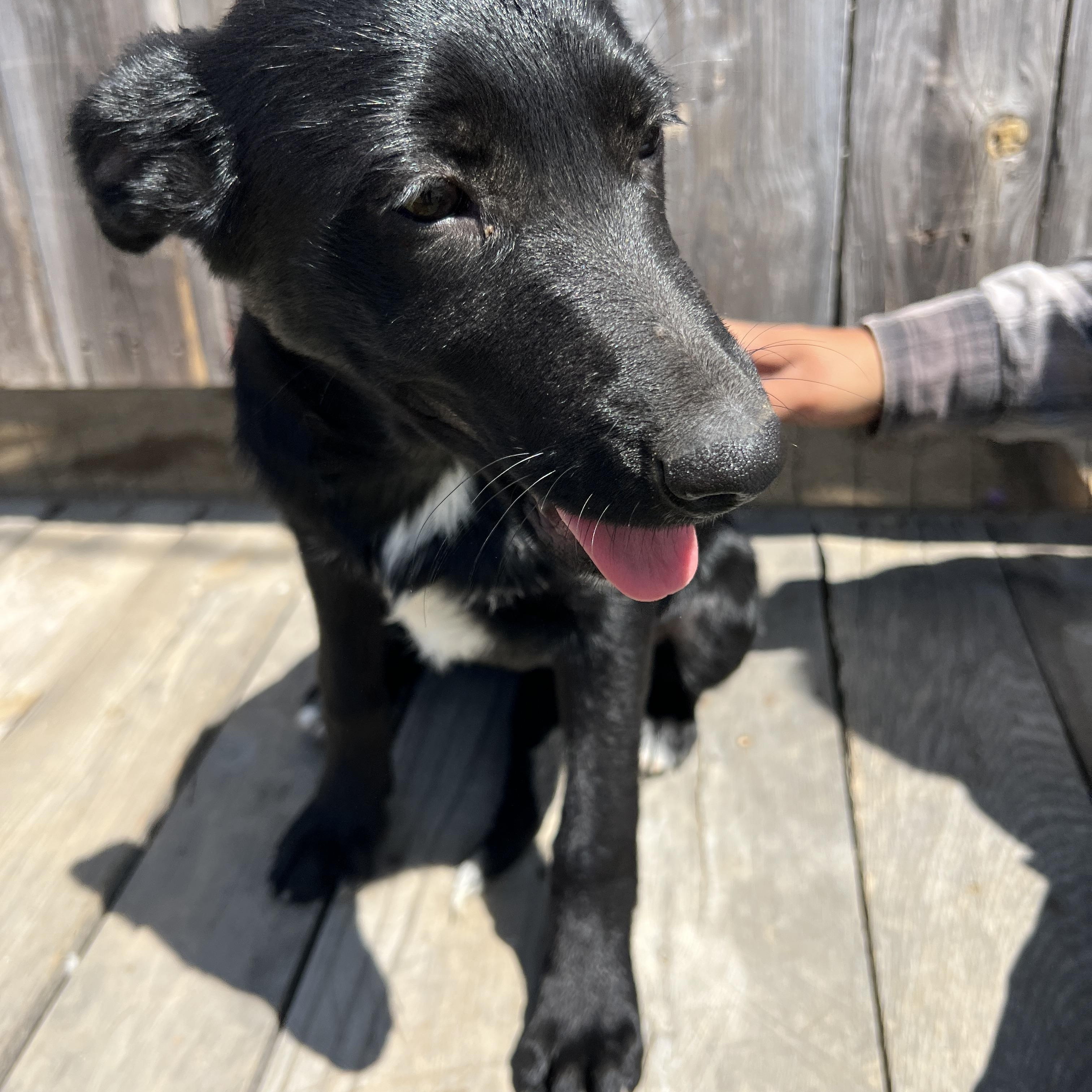 Tillie Rae, a Adoptable mixed breed in Escondido, CA image 4/4