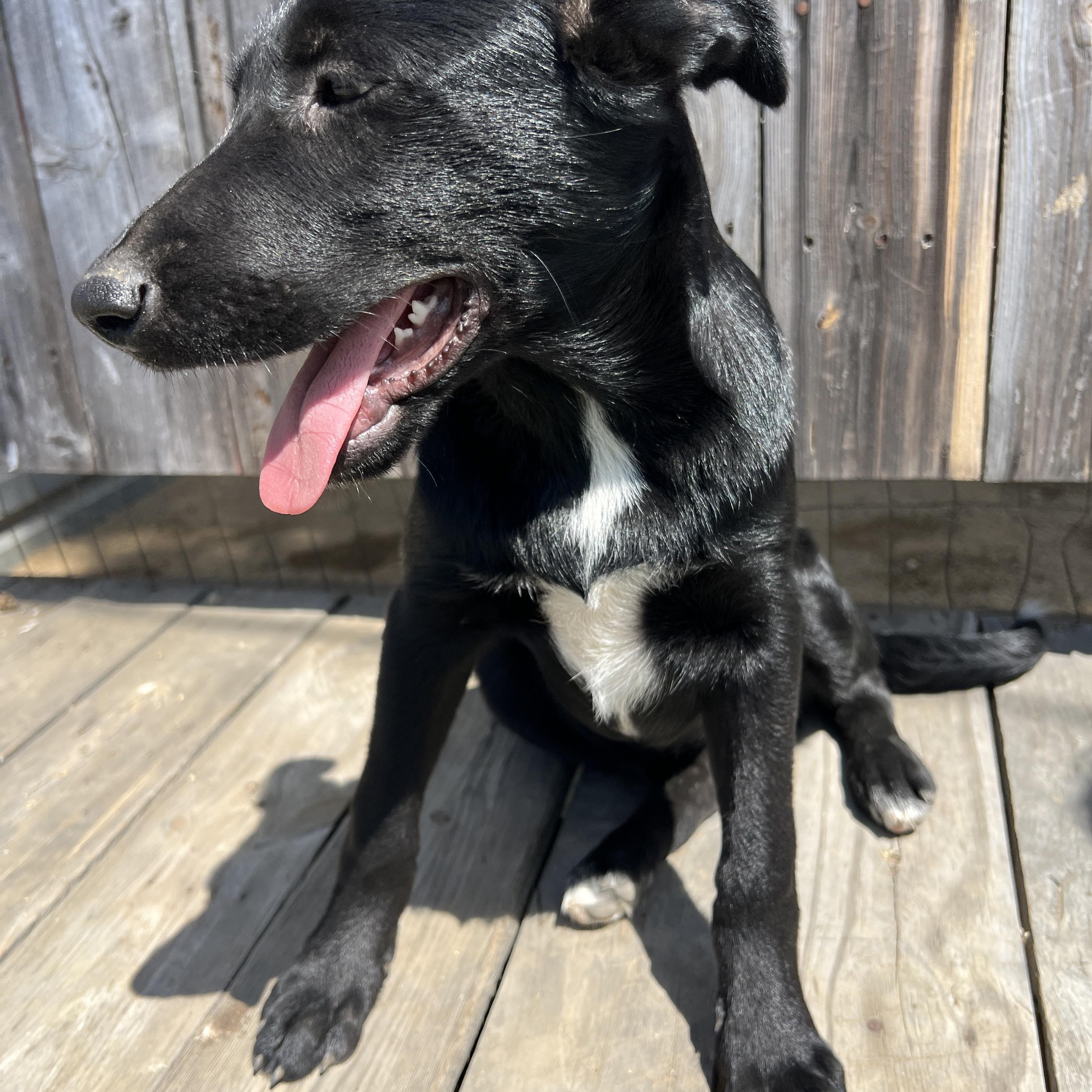 Tillie Rae, a Adoptable mixed breed in Escondido, CA image 2/4