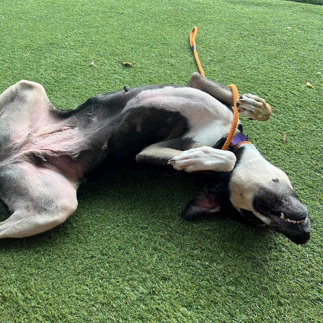 Lillie, Adoptable, Senior Female Mixed Breed.