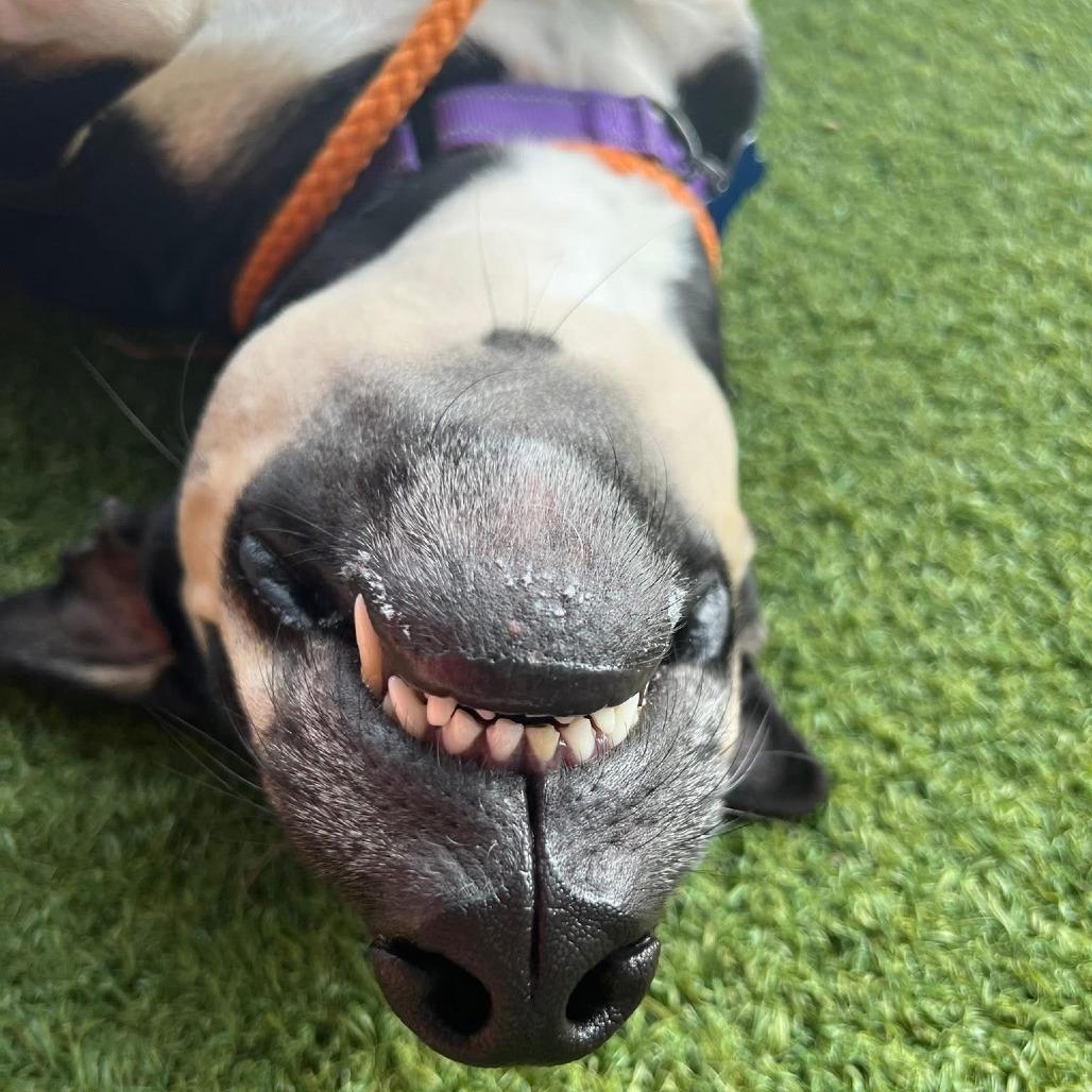 Enlarge Lillie, a Adoptable Mixed Breed in Chicago, IL image 2/6