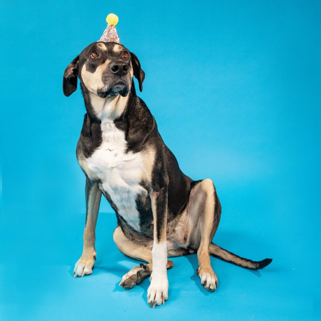 Enlarge Lillie, a Adoptable Mixed Breed in Chicago, IL image 1/6