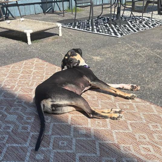 Enlarge Lillie, a Adoptable Mixed Breed in Chicago, IL image 2/6