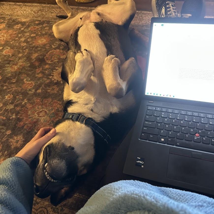 Lillie, Adoptable, Senior Female Black and Tan Coonhound & Mixed Breed.