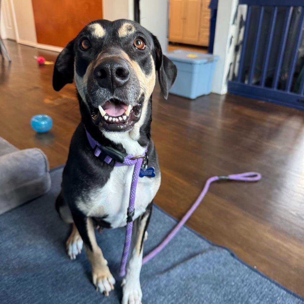 Enlarge Lillie, a Adoptable Mixed Breed in Chicago, IL image 3/6