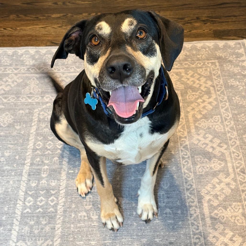 Lillie, a Adoptable mixed breed in Chicago, IL image 5/6
