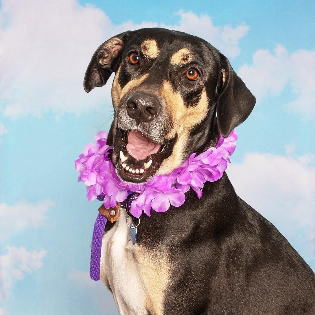 Lillie, a Adoptable mixed breed in Chicago, IL image 4/6