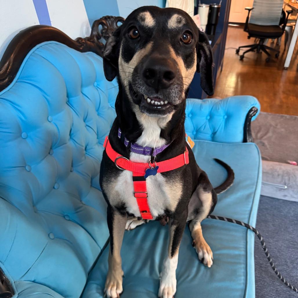 Enlarge Lillie, a Adoptable Mixed Breed in Chicago, IL image 4/6