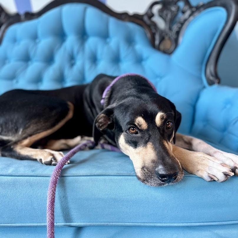 Enlarge Lillie, a Adoptable Mixed Breed in Chicago, IL image 5/6