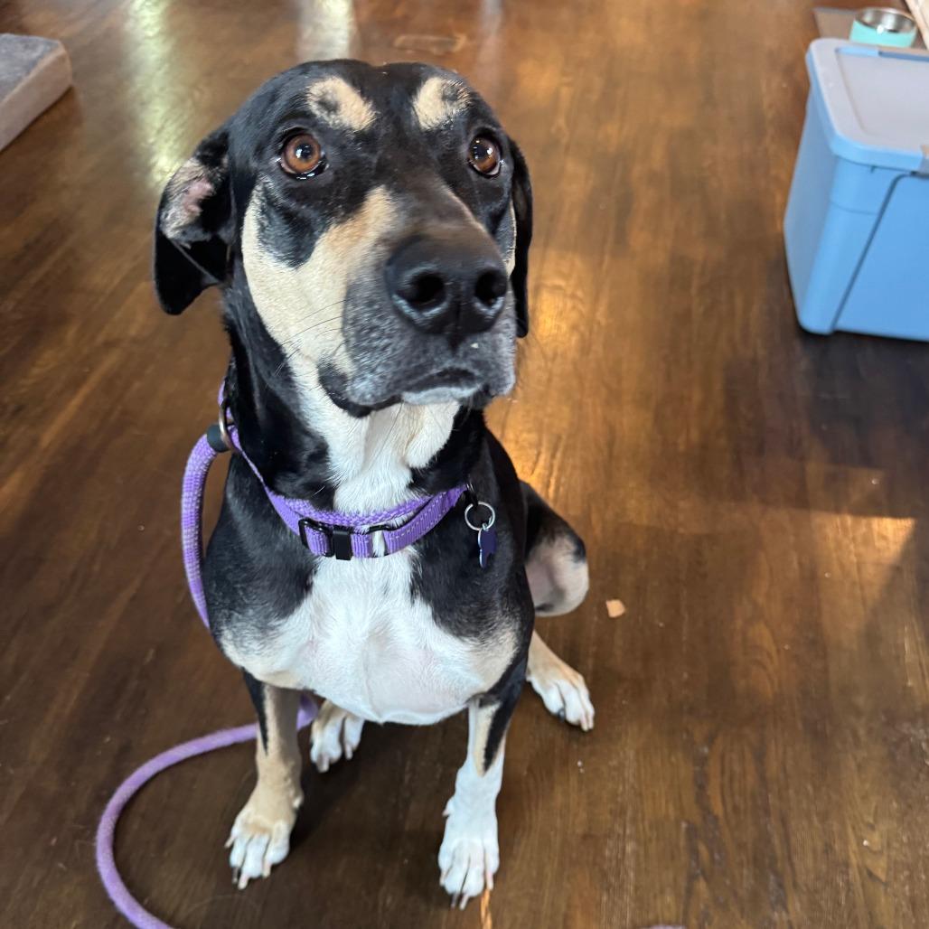 Enlarge Lillie, a Adoptable Mixed Breed in Chicago, IL image 6/6