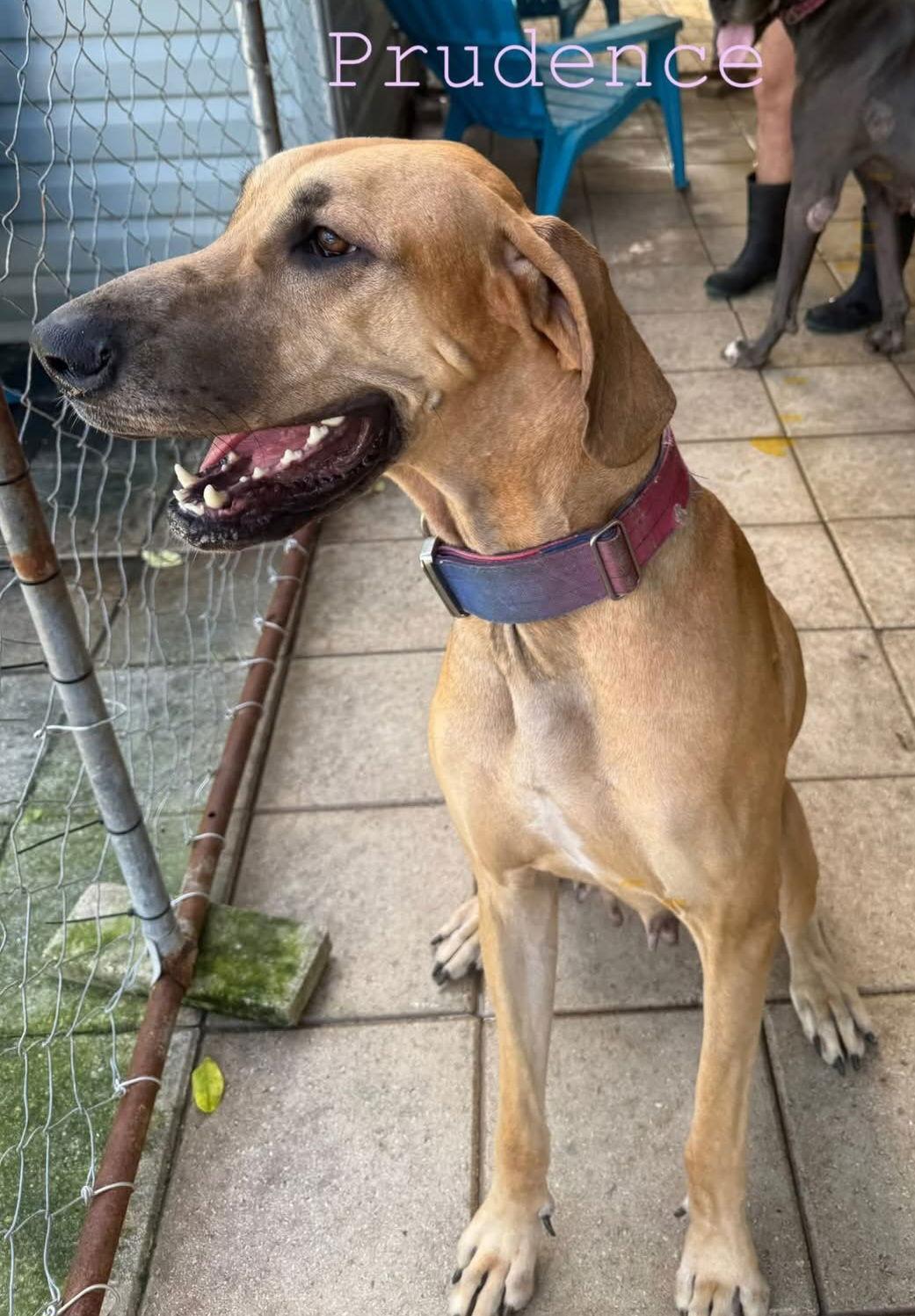 Enlarge Prudence, a Adoptable Great Dane in Jupiter, FL image 1/1