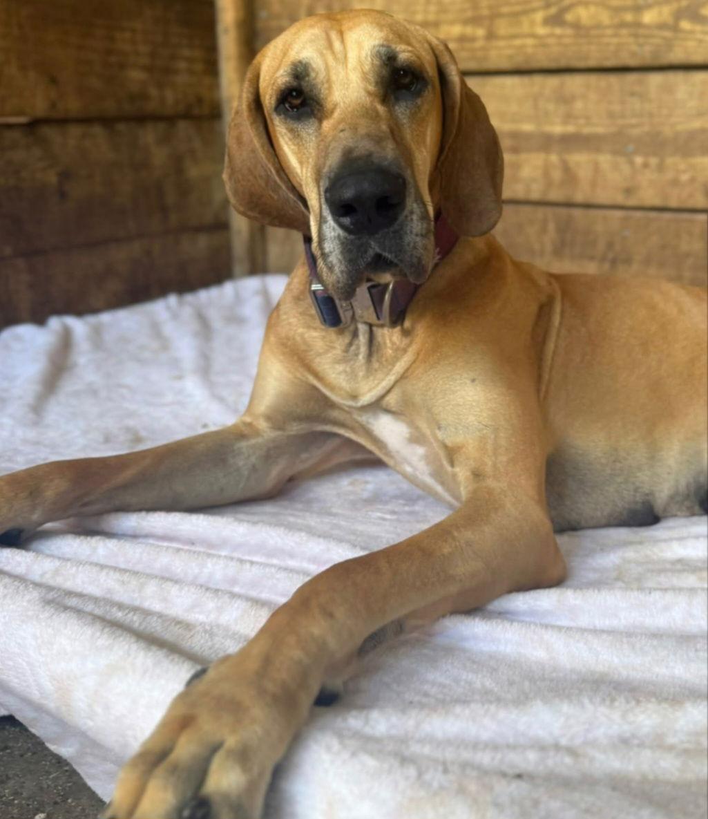 Enlarge Prudence, a Adoptable Great Dane in Jupiter, FL image 2/2