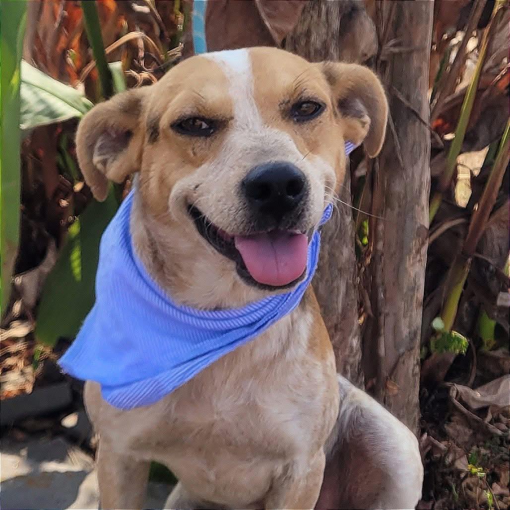 Dexter in NH! Come Meet our Adoptable Dogs Wednesday-Saturday. More info in Bio!