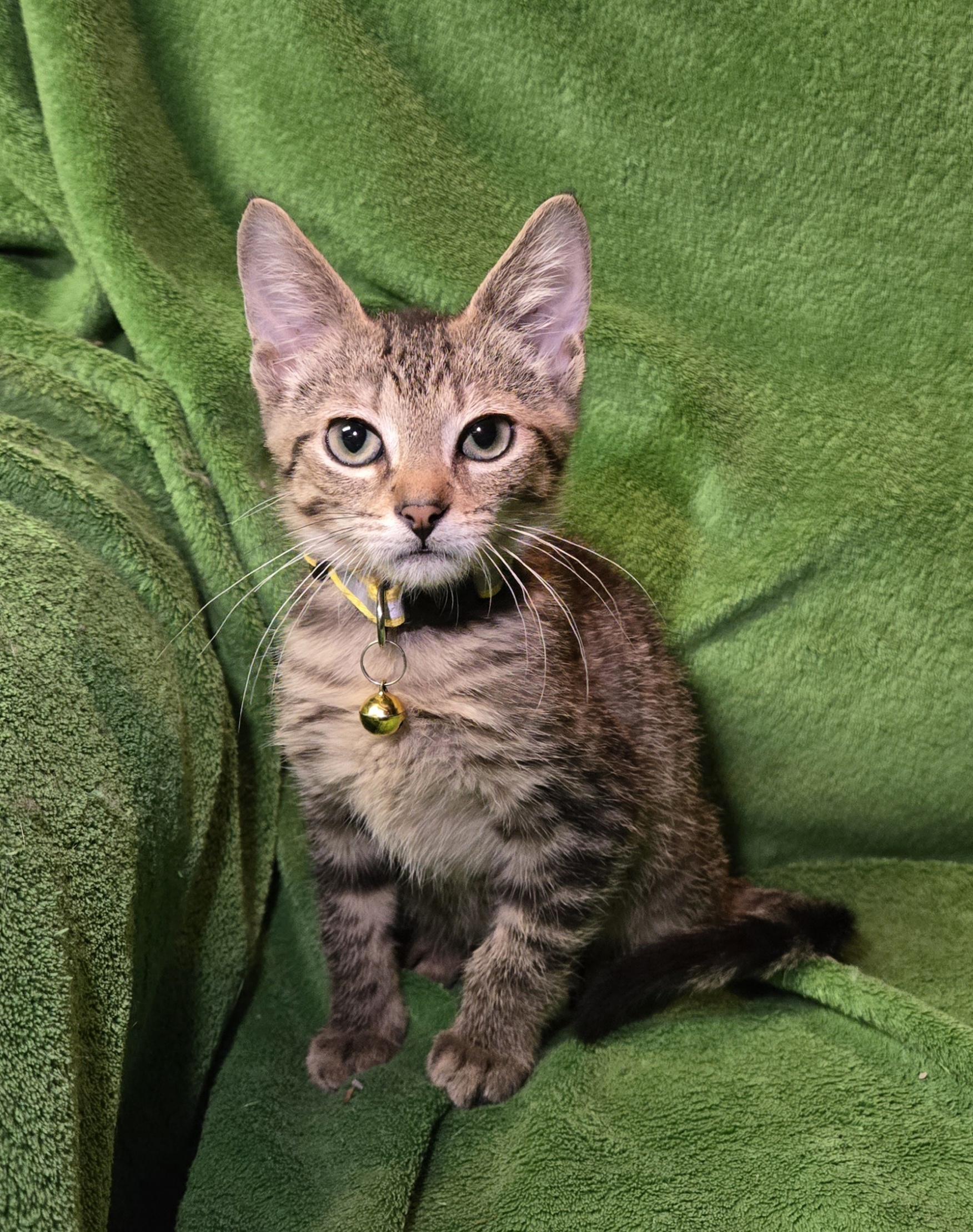 Bing, adopted, Young Male Domestic Short Hair.