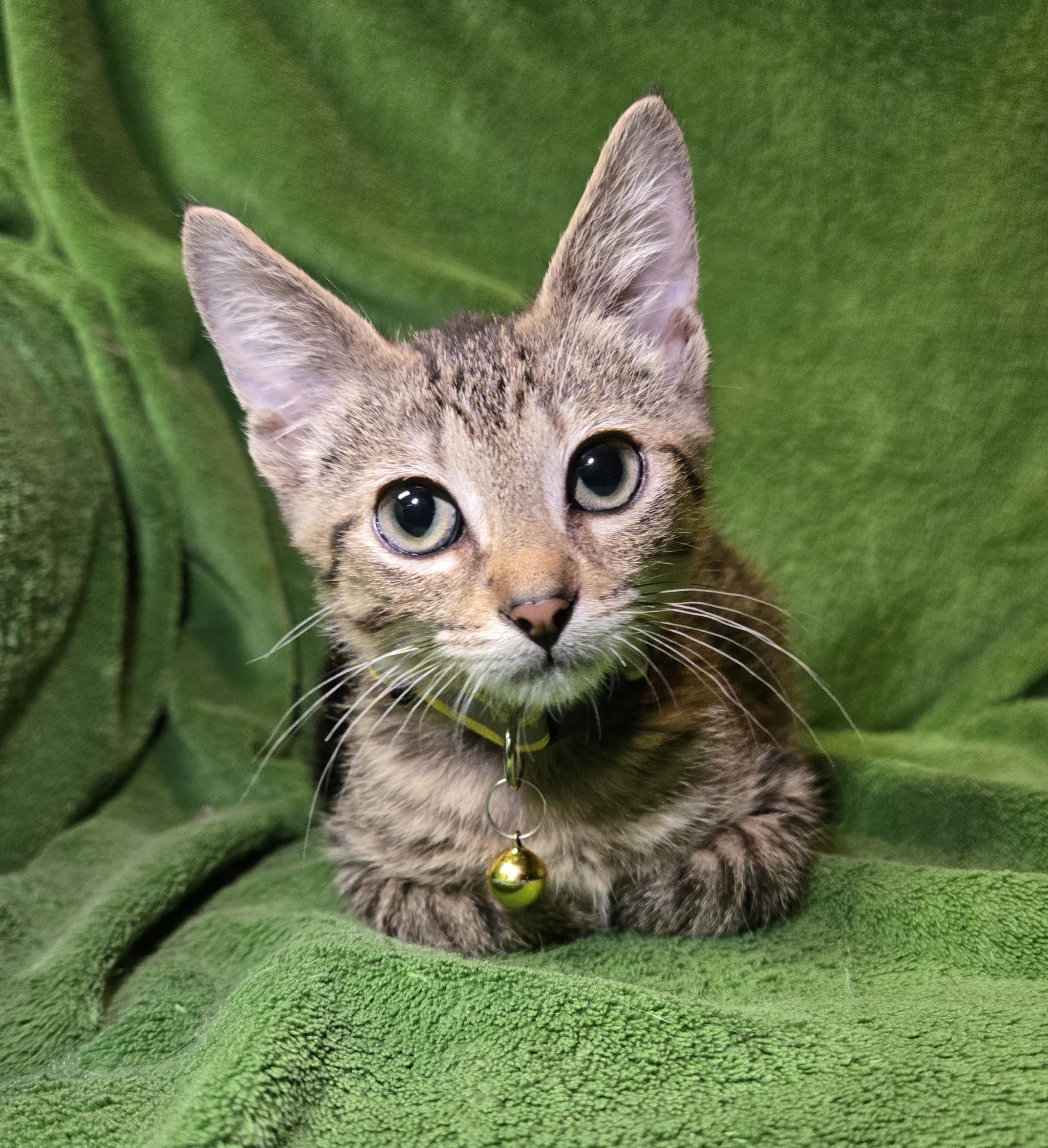 Enlarge Bing, an adopted Domestic Short Hair in Stoughton, WI image 2/2