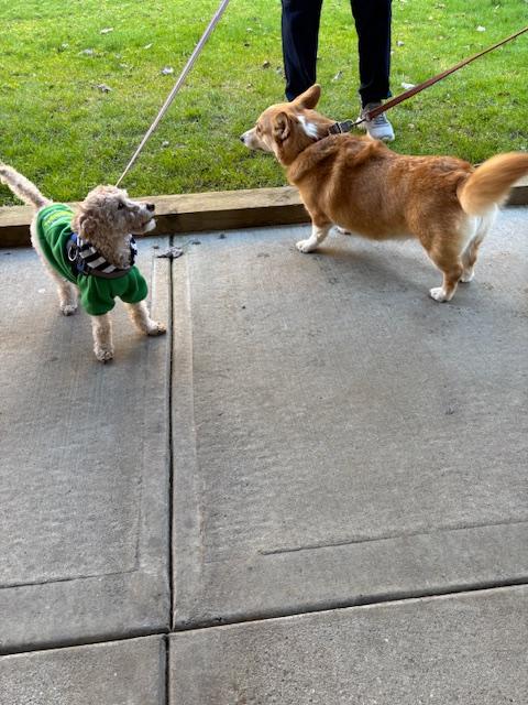 Enlarge ARES, a ADOPTABLE Poodle (Toy) in Surrey, BC image 4/5