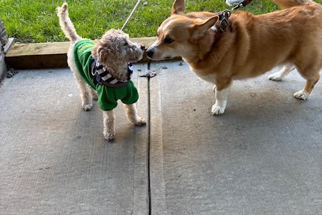 Enlarge ARES, a ADOPTABLE Poodle (Toy) in Surrey, BC image 5/5