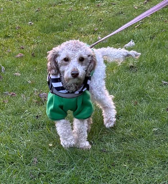 Enlarge ARES, a ADOPTABLE Poodle (Toy) in Surrey, BC image 1/5