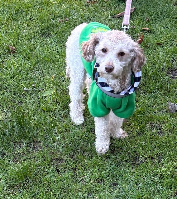 Enlarge ARES, a ADOPTABLE Poodle (Toy) in Surrey, BC image 3/5