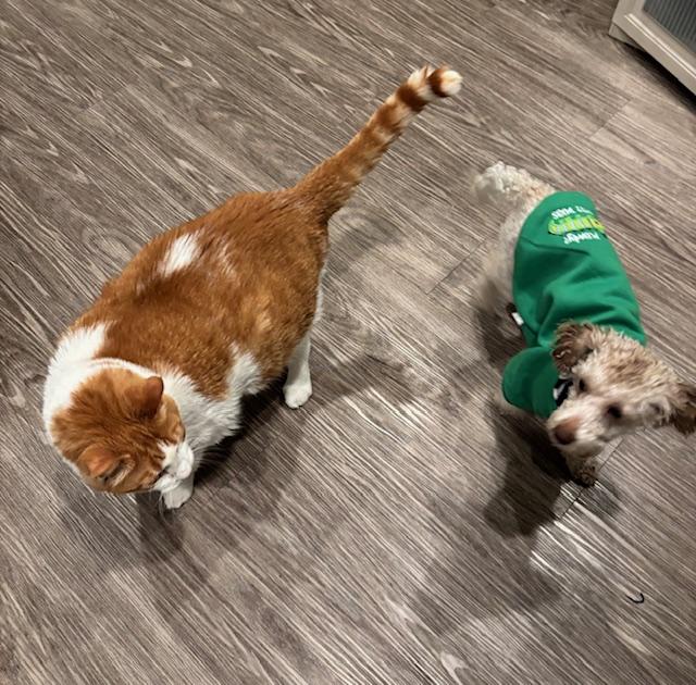 Enlarge ARES, a ADOPTABLE Poodle (Toy) in Surrey, BC image 2/5