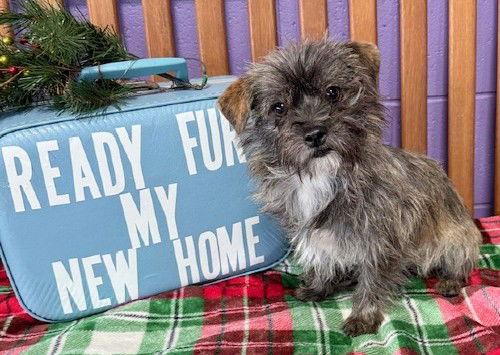 **BUTTONS**, Adoptable, Young Female Cairn Terrier & Shih Tzu.