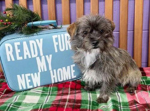 Enlarge **BUTTONS**, a Adoptable mixed breed in North Prairie, WI image 2/2