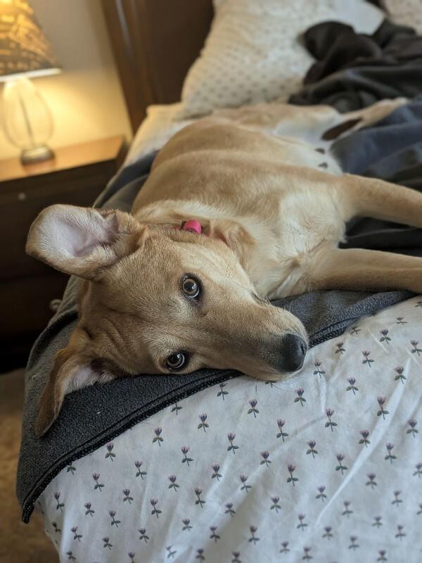 Celeste, Adoptable, Adult Female Labrador Retriever.