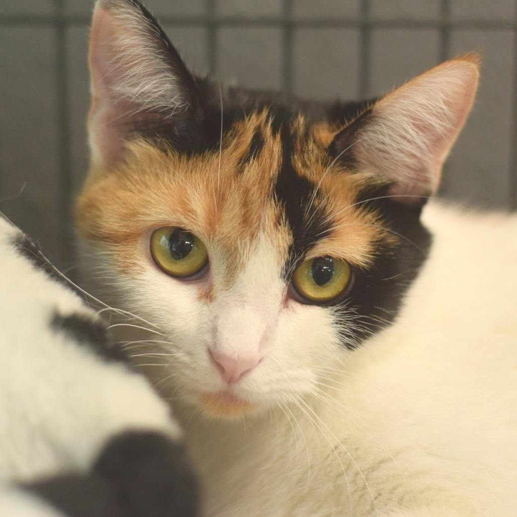 Cali, Adoptable, Young Female Domestic Short Hair.