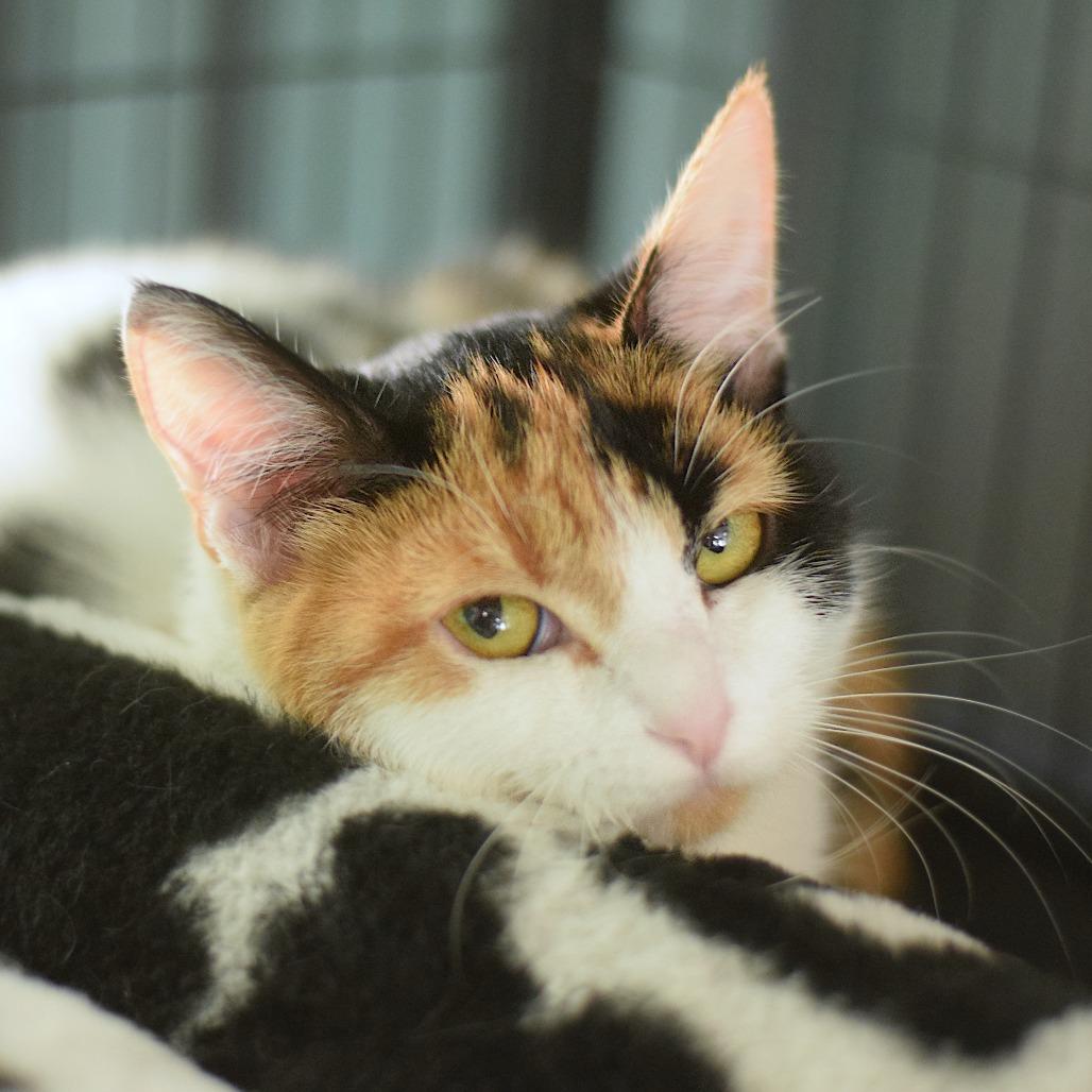 Enlarge Cali, a Adoptable Domestic Short Hair in Belleville, IL image 2/5