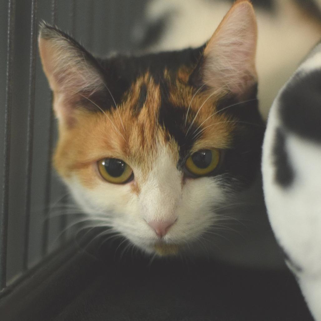 Enlarge Cali, a Adoptable Domestic Short Hair in Belleville, IL image 3/5