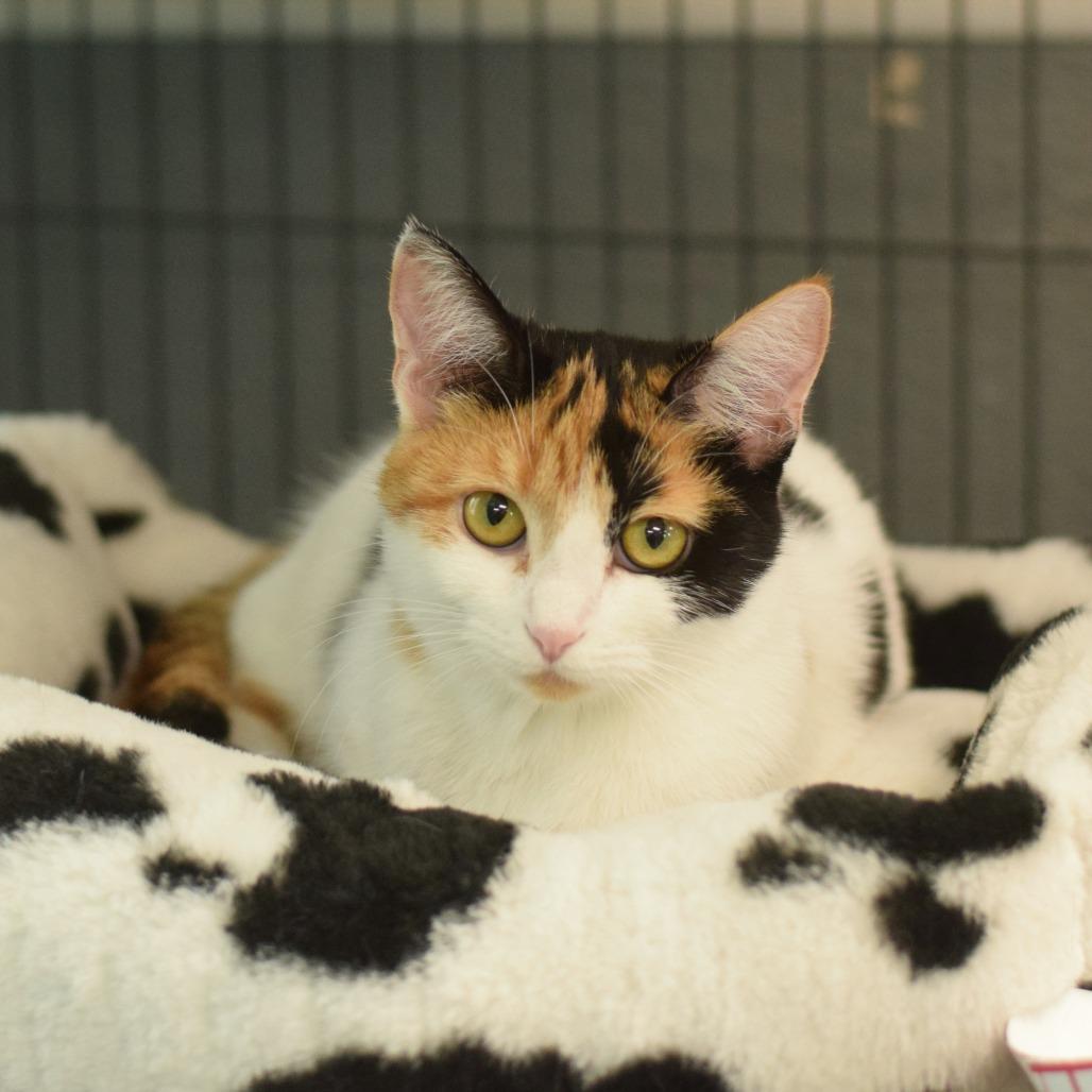 Enlarge Cali, a Adoptable Domestic Short Hair in Belleville, IL image 4/5