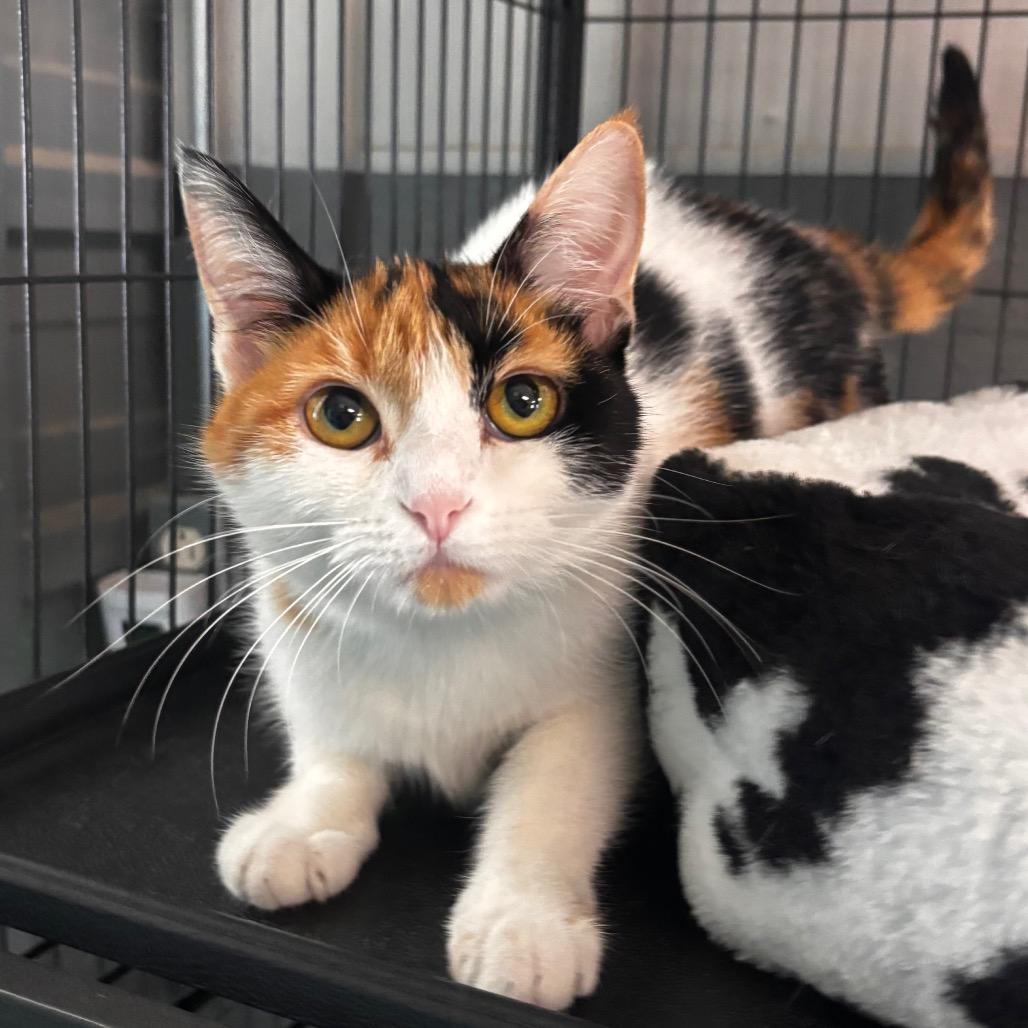 Enlarge Cali, a Adoptable Domestic Short Hair in Belleville, IL image 5/5