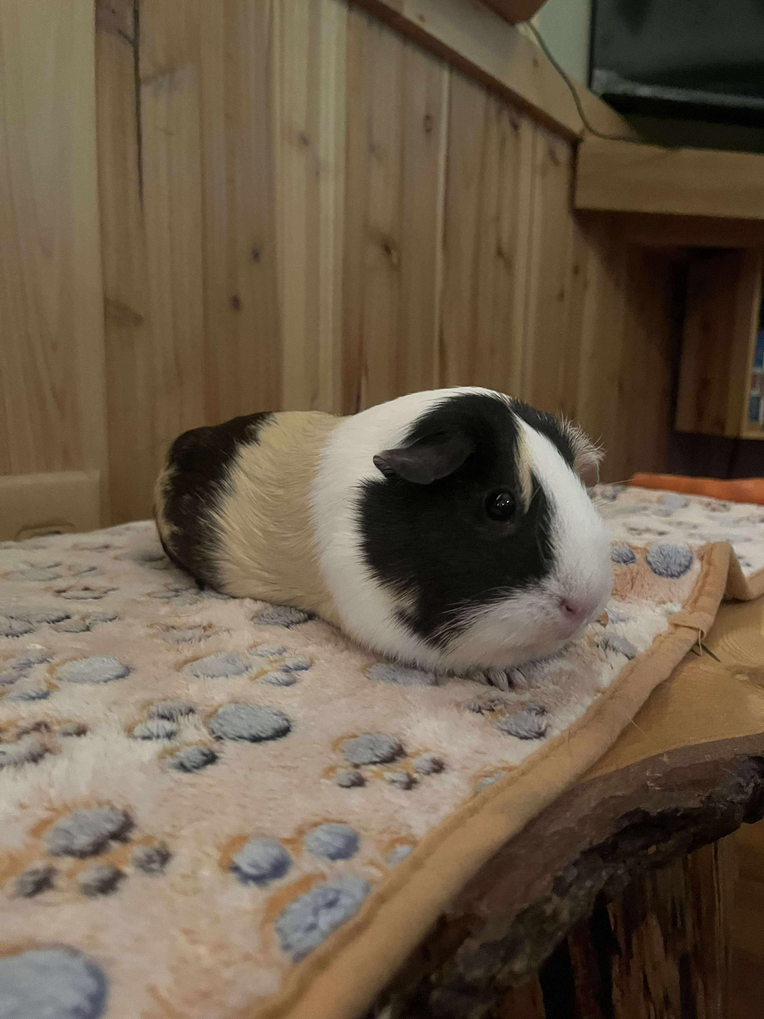 Rosie