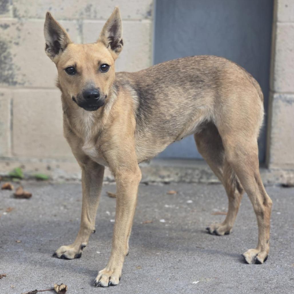 Elide Lochan, a Adoptable Mixed Breed in Columbia, MO image 1/2