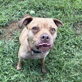 Enlarge Nova, a Adoptable mixed breed in West Swanzey, NH image 2/3