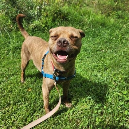Enlarge Nova, a Adoptable mixed breed in West Swanzey, NH image 3/3