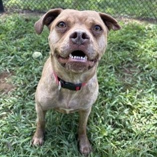 Enlarge Nova, a Adoptable mixed breed in West Swanzey, NH image 1/3