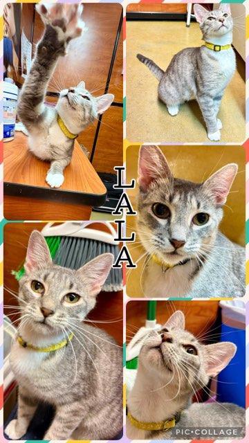 LALA, Adoptable, Young Female Tabby.
