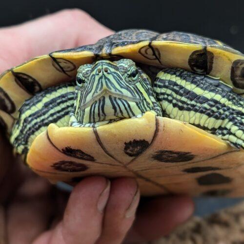 Alexander, Adult Male Red-Eared Slider